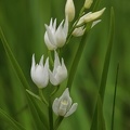 Schwertblättriges Waldvöglein (Cephalanthera longifolia)